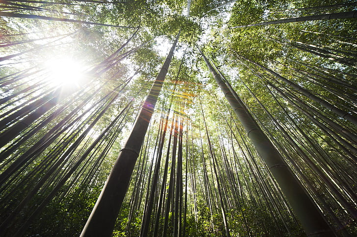 bamboo-damyang-sunshine-preview